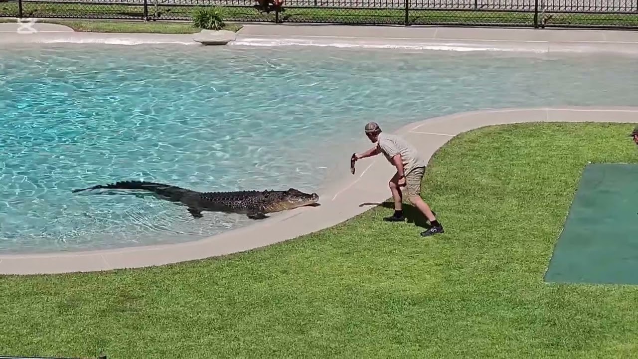 Croc show @AustraliaZoo with Graham with behind the scenes.