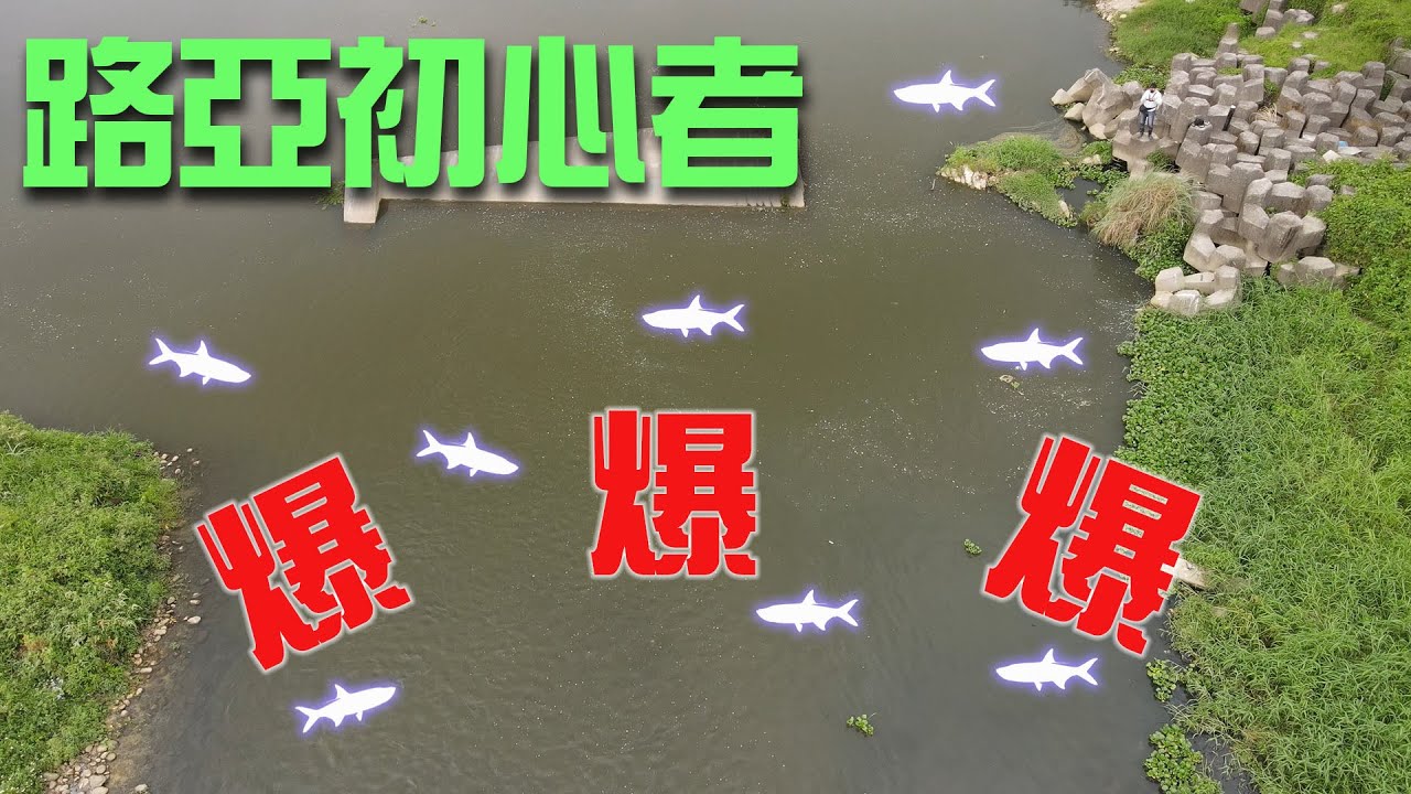 土城成功水門海鰱大軍進駐