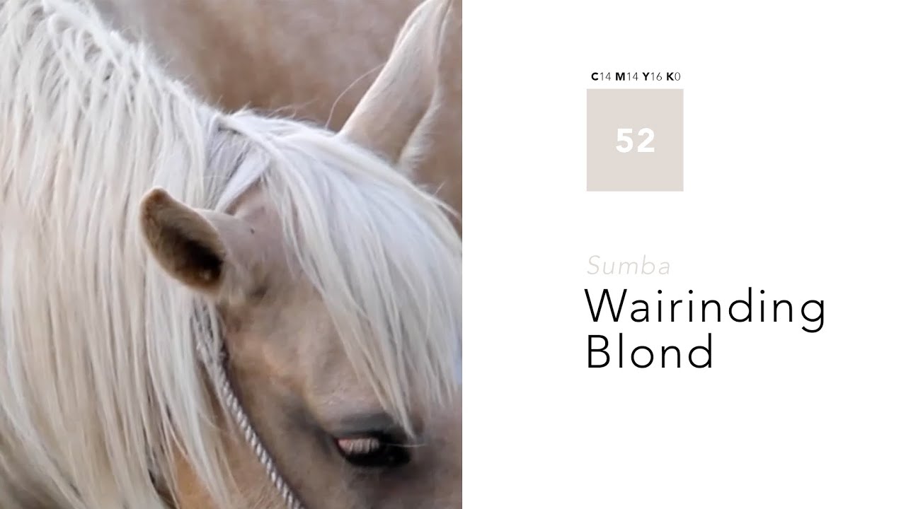#52 Wairinding Blond &bull; Sumba, Indonesia
