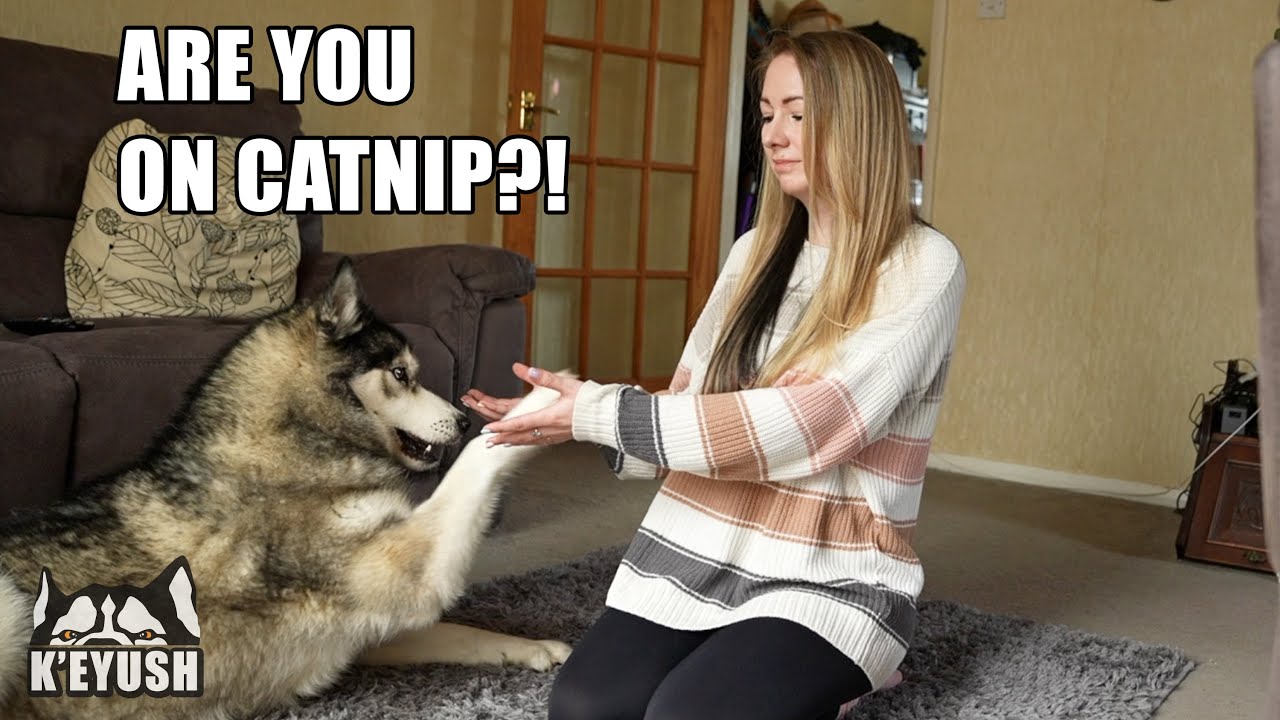 Freezing In Front of My Husky! He BITES Me!