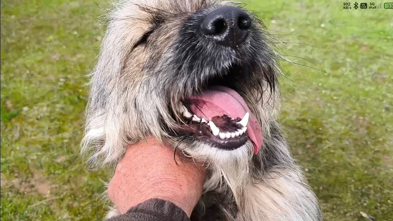 Unos niños se encuentran con un lobo, os cuento
