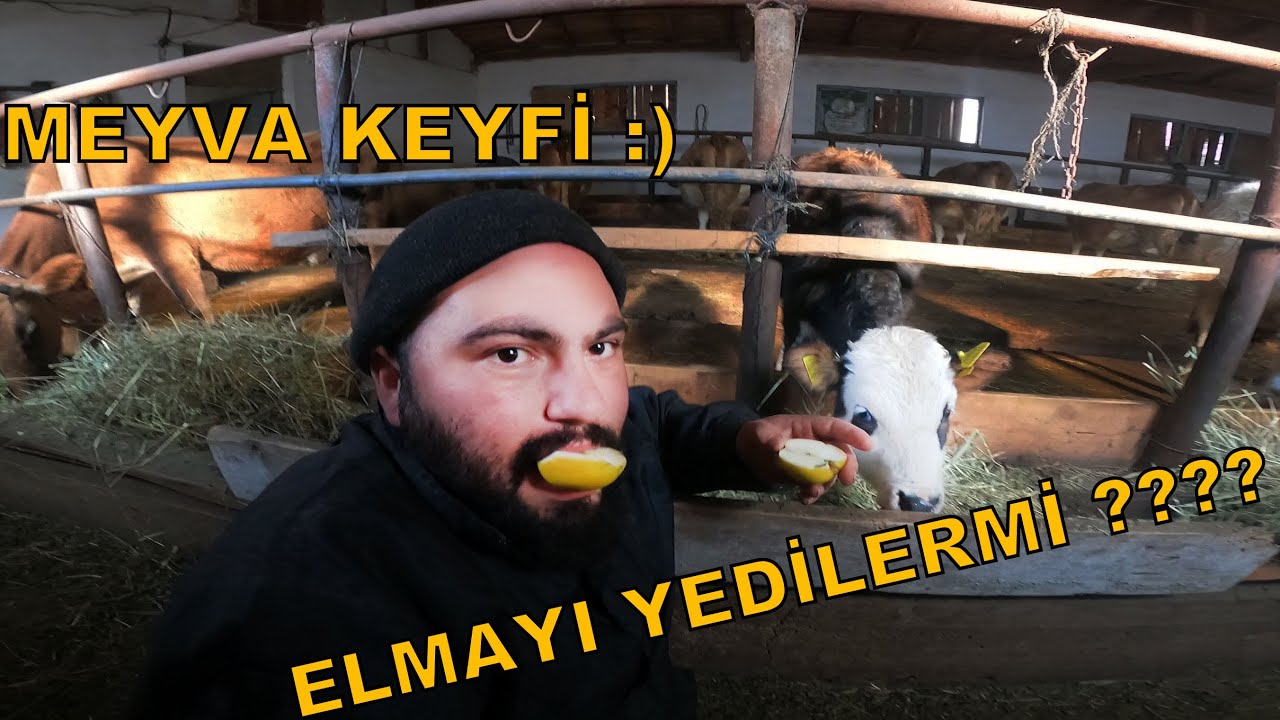 KÖY HAYATI,HAYVANLARLA KEYİF DOLU DAKİKALAR,BÜYÜKBAŞ HAYVANCILIK,ÇİFTÇİ BİRADERLER