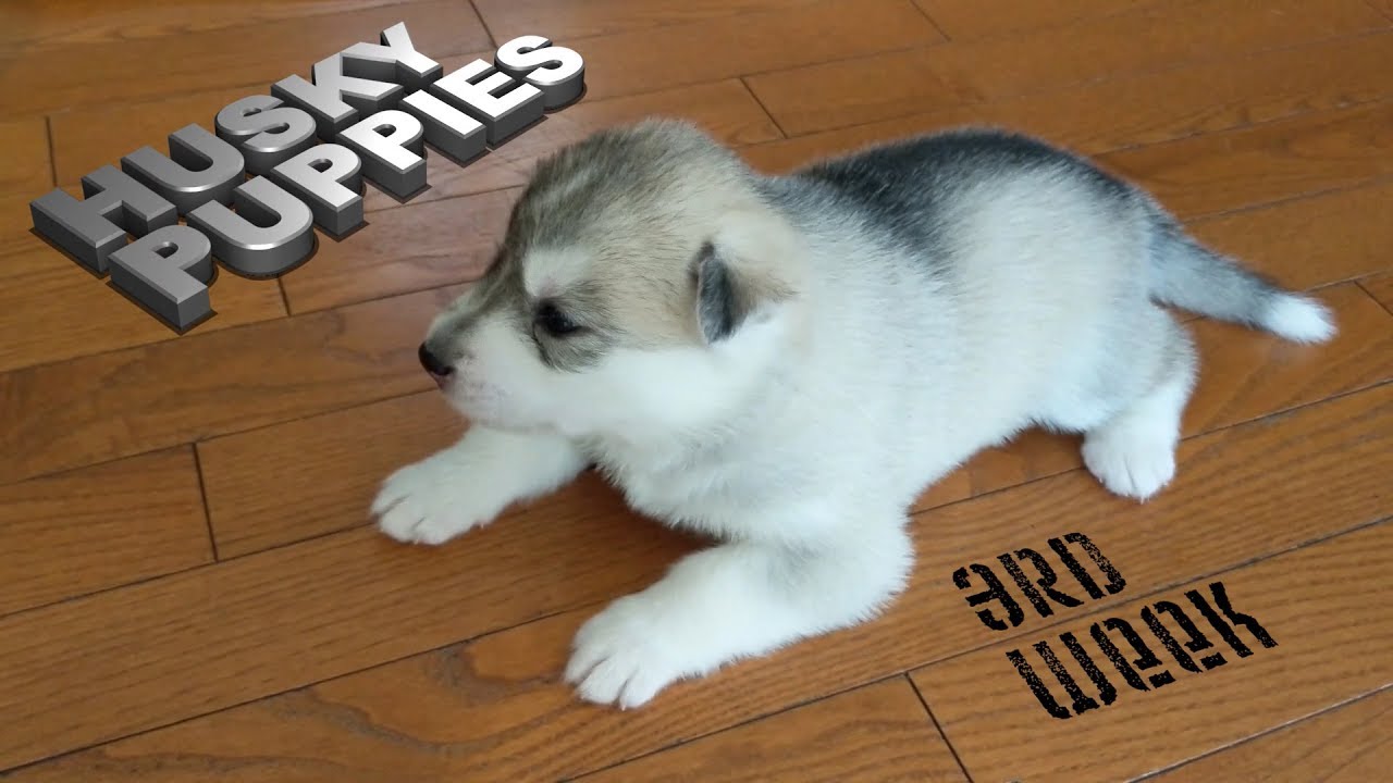 Husky Puppies Playing (3 weeks old!)