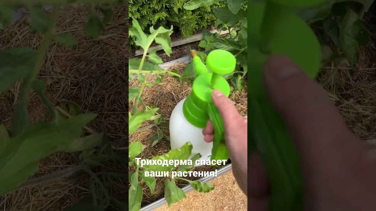 Триходерма-лучшая профилактика от фитофтороза! # триходерма#