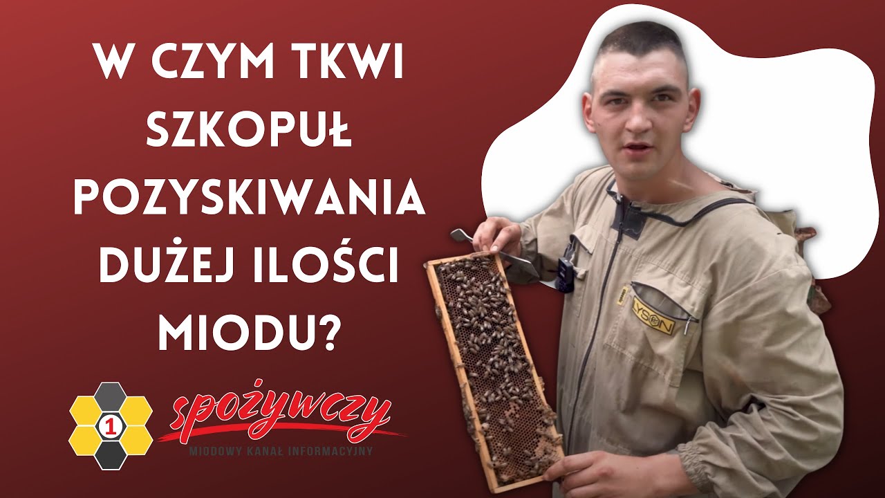 Jak wygląda pasieka na Litwie, gdzie pozyskują 150 kg miodu z ula? LITHUANIAN BEE I 1SPOŻYWCZY
