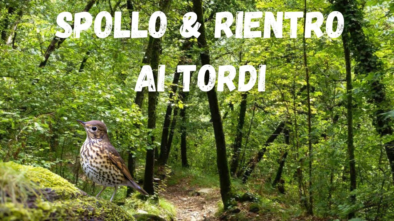 Caccia: SPOLLO e RIENTRO ai TORDI/ Caza: MANANA y TARDE de ZORZALES
