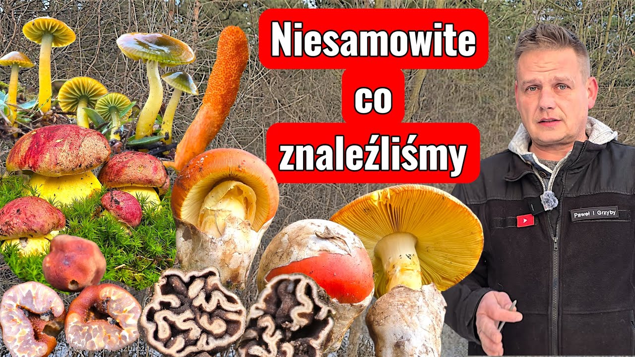 Rzadkie Grzyby, Których Nie Zobaczysz Na Co Dzień - trafiają na patelnie 