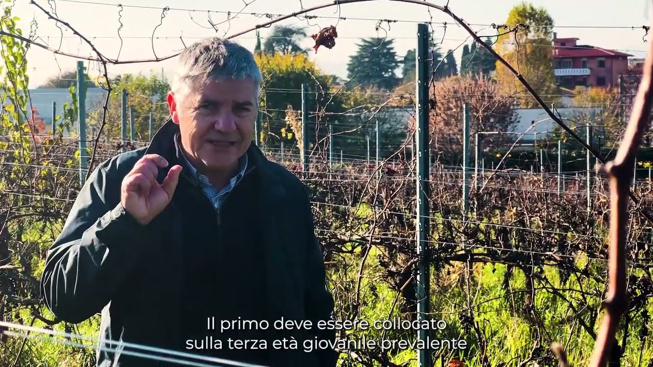 Flavescenza dorata – Come eseguire la lotta contro l'insetto vettore