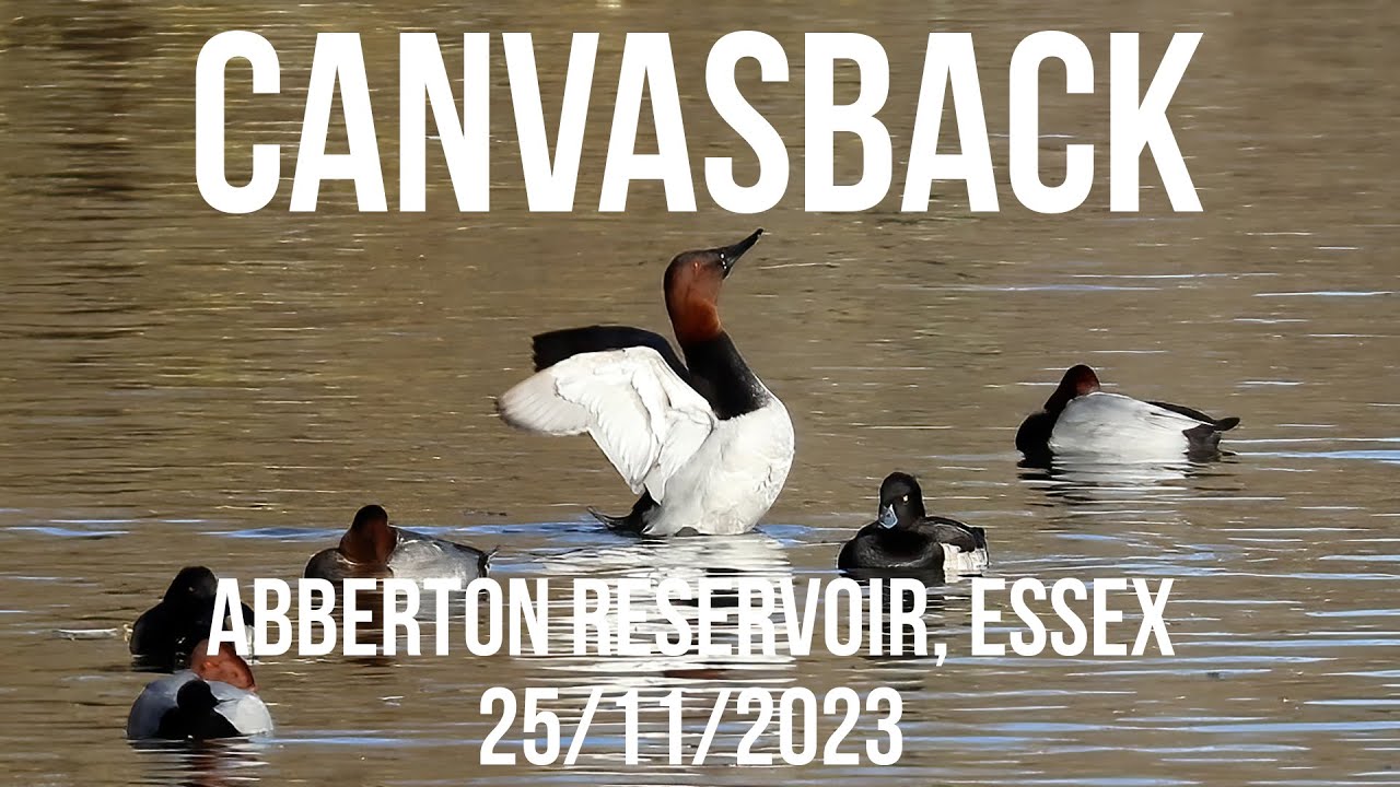 Canvasback Abberton Reservoir, Essex 25/11/2023