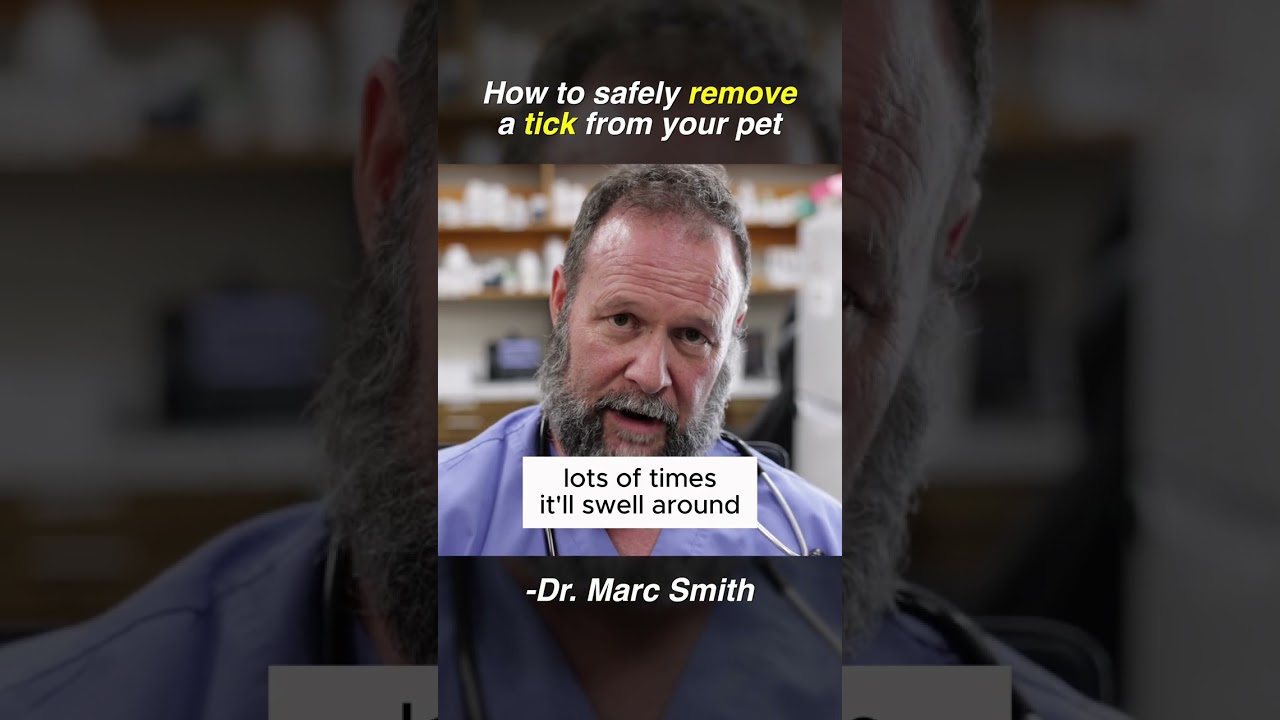 Tick Removal Tips for Dogs | Vet Advice from Marc Smith, DVM, MS