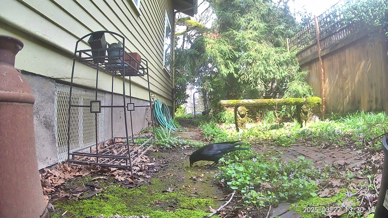 Crow and squirrel action