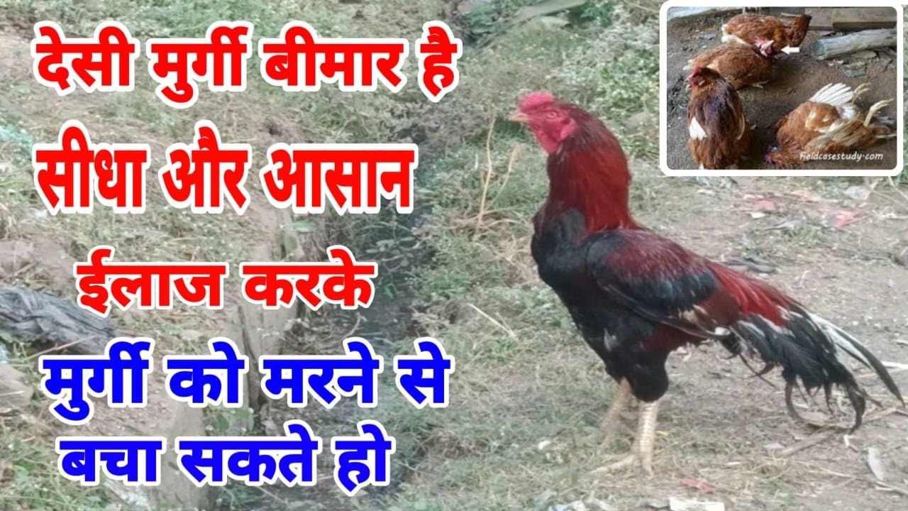 देसी मुर्गी का ईलाज कैसे करे | desi murgi ka ilaaj kaise karen
