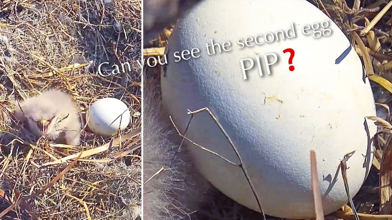 #29🦅E26 🐥2&deg;🥚／SWFL Bal Eagle Nest 2025-2026／F23💗M15／Powerd by Southwest Florida Eagle Cam