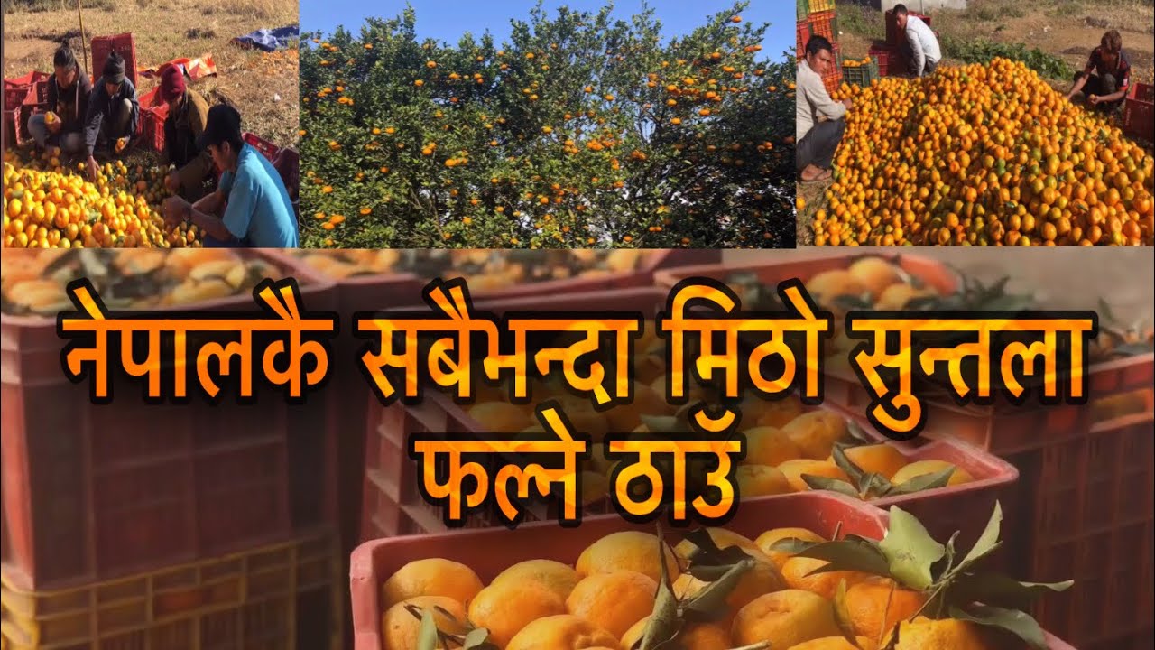 Biggest Orange Farming In Nepal | Tanahun | 🍊🍊🍊🍊