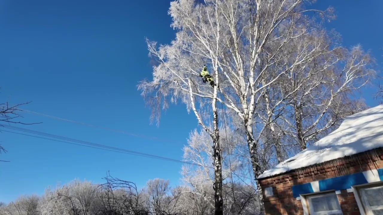 From a Full Tree to Gone in Just 3 Minutes – Timelapse
