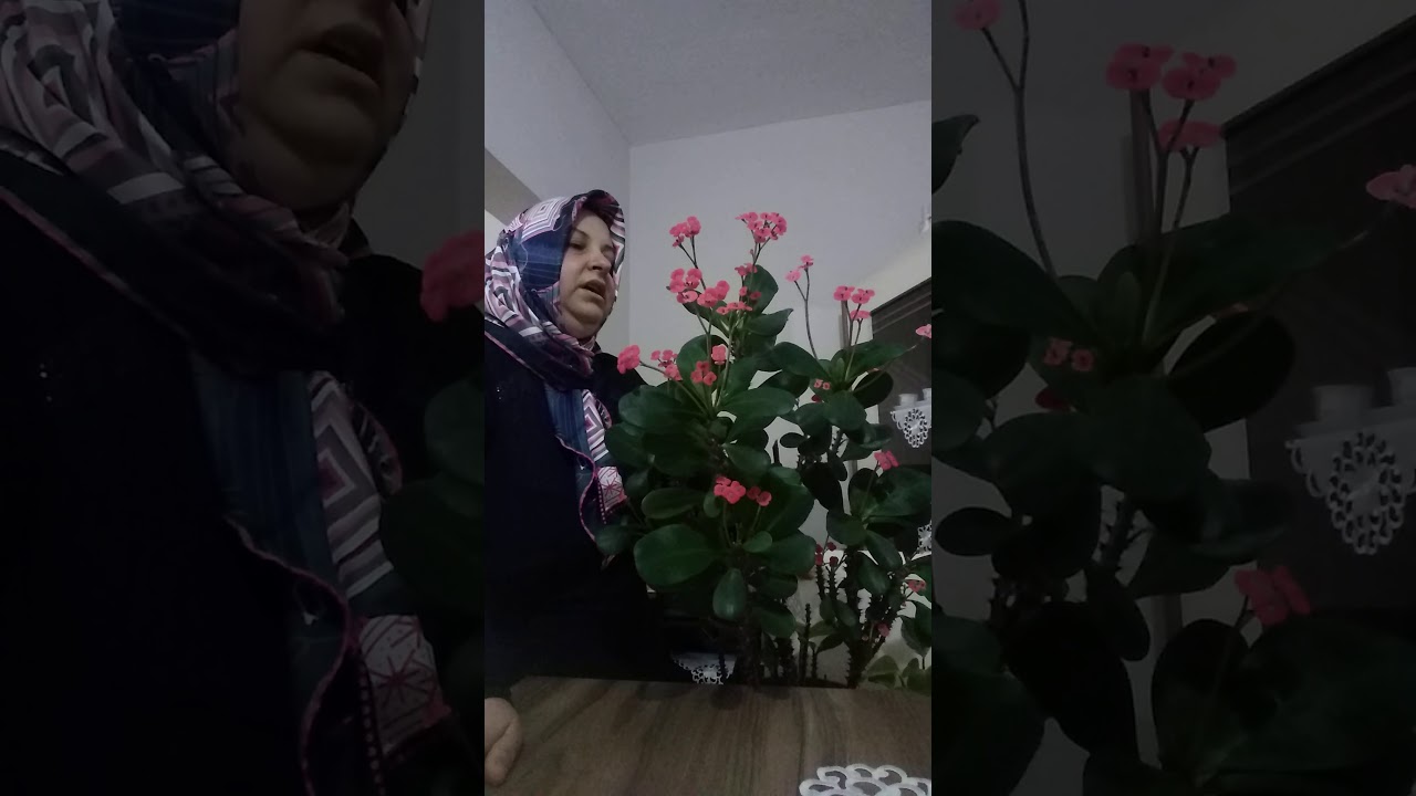 dikenler tacı çiçeği bakımı nasıl yapılmalı