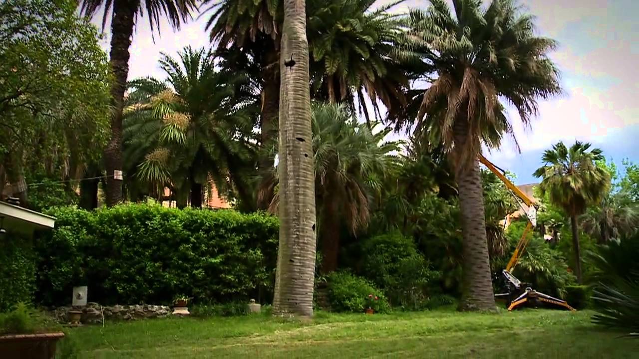 La Farmacia del Verde - Come salvare una palma dal punteruolo rosso -