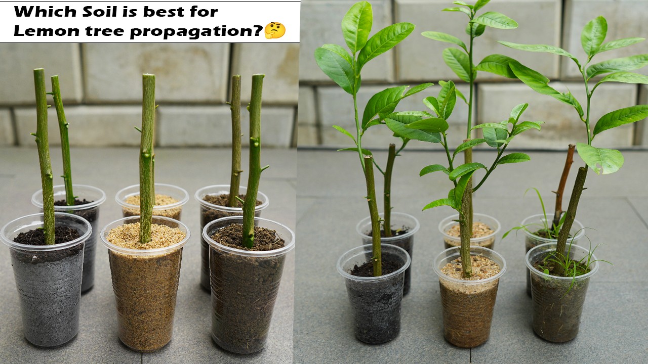 🌿Do you know, which Soil is best for propagation lemon tree from cuttings?🤔