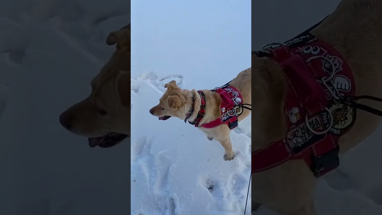 11(1)26 dog walk ticfok live upload warm winter day