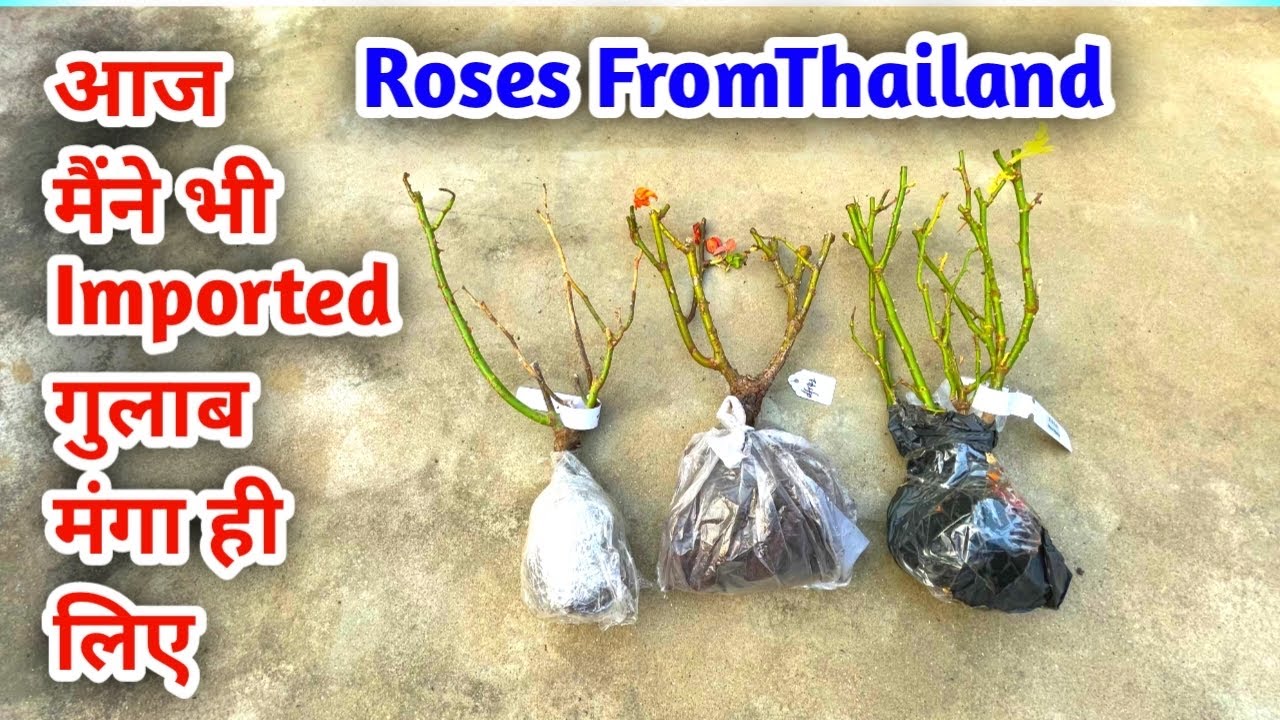 आज मैंने भी Imported गुलाब के पौधे ऑनलाइन मंगा लिए New Rose Plant from Abroad