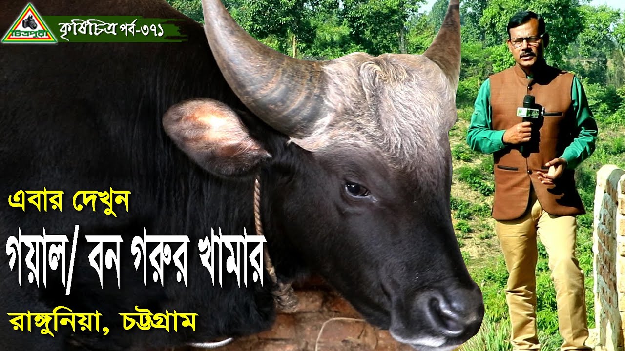 371-পাহাড়ি গয়াল/বন গরুর খামার, রাঙ্গুনিয়া, চট্টগ্রাম । চিত্রপুরী কৃষিচিত্র,Krishichitra