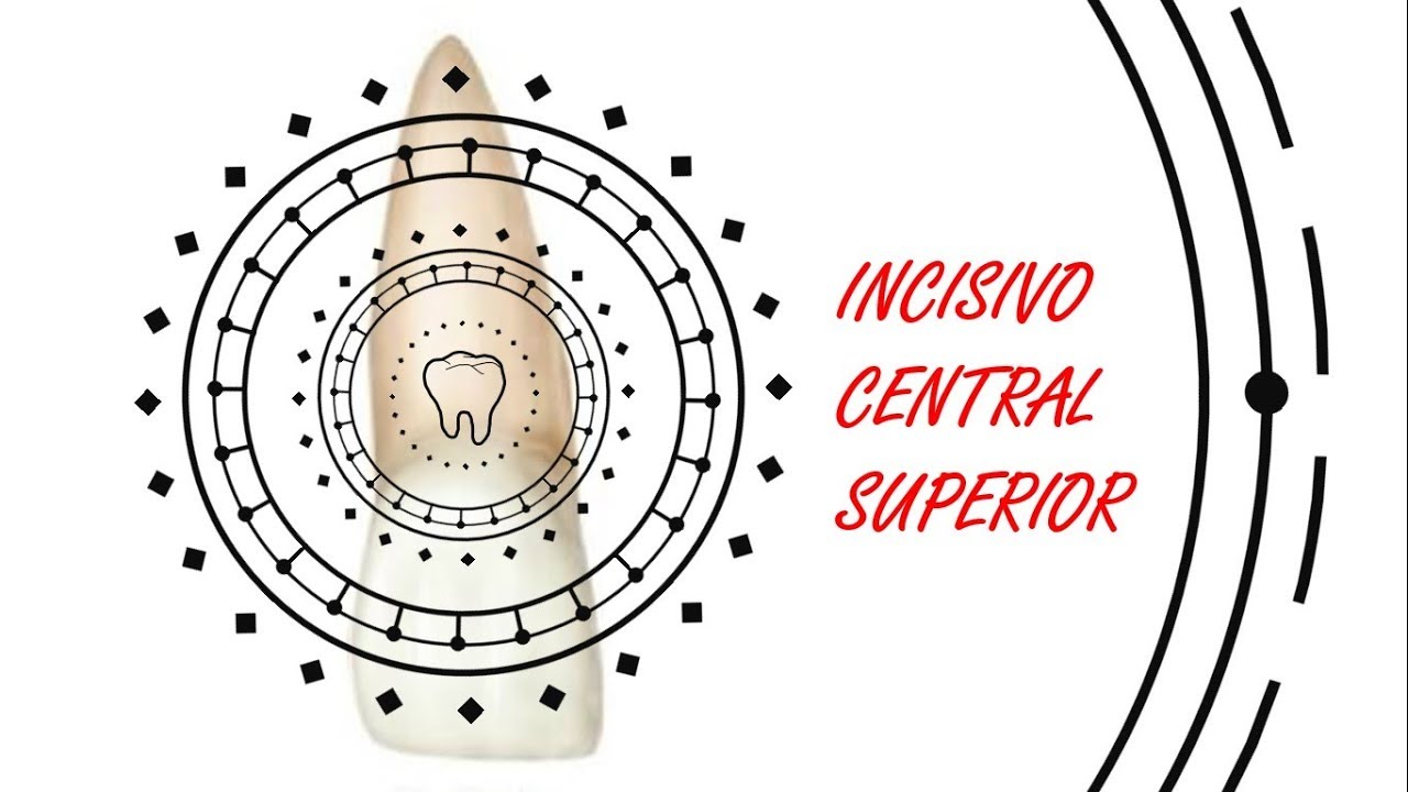 Anatomía Dental - Incisivo Central Superior (Caras, Raíz, Diámetros)