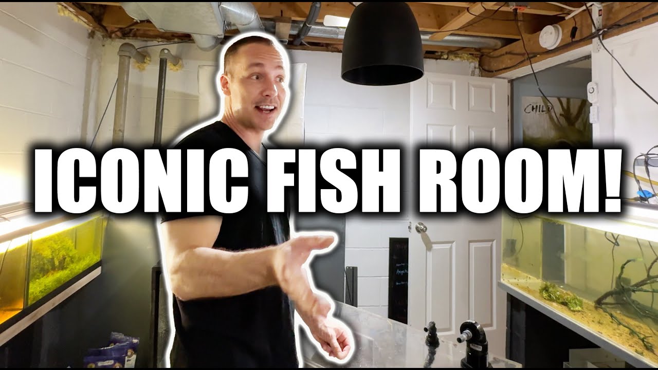 ONE OF THE MOST ICONIC FISH ROOMS IN THE AQUARIUM HOBBY! - The king of DIY - ADayWithT