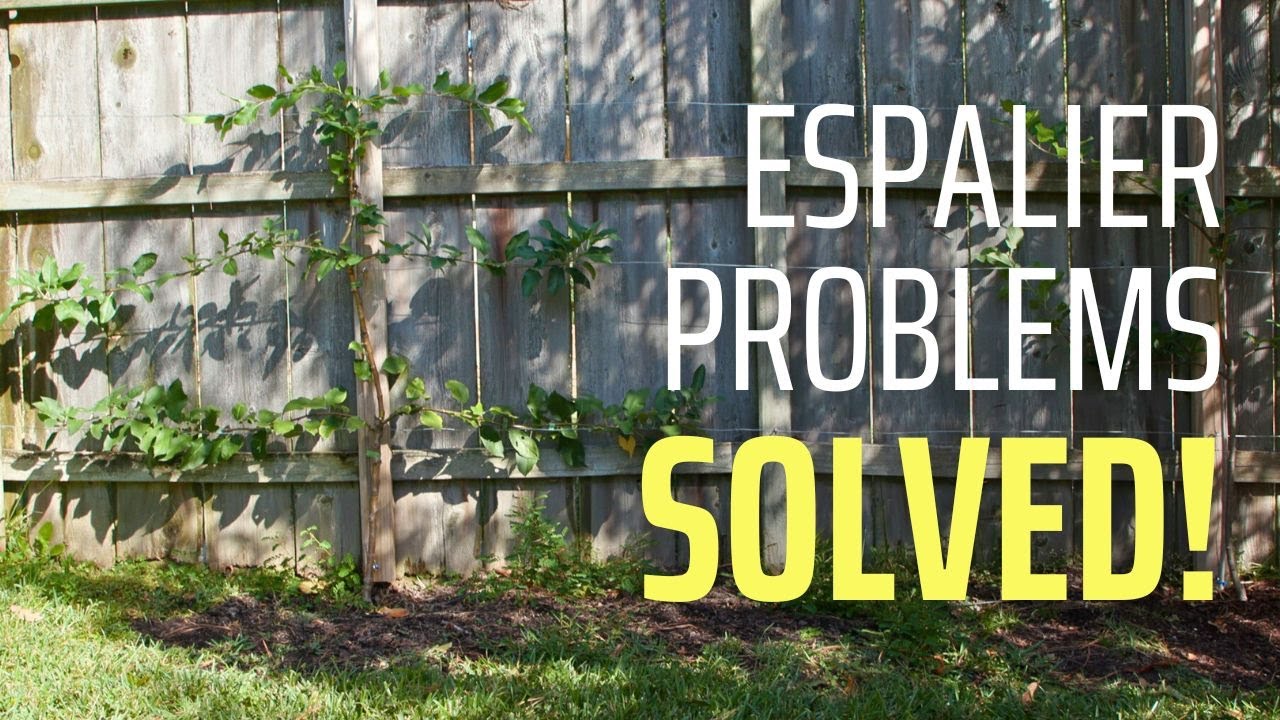 Training an Apple Espalier - Year 2 (Pruning & Troubleshooting)