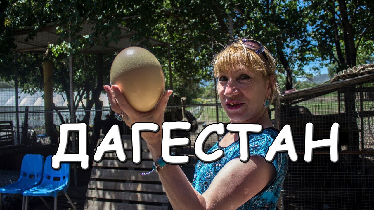 #Дагестан #Ахты Дагестанский страус. Где купить яйцо страуса. Ахтынский район. Чай с пах-пахом