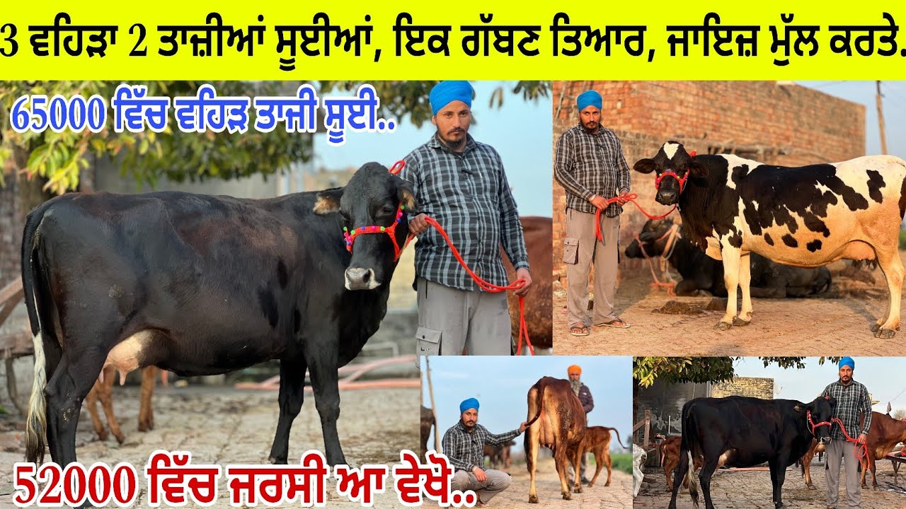 ਬਲਜੀਤ ਸ਼ਬਾਜਪੁਰ ਕੋਲ 3 ਵਹਿੜਾ ਵਿਕਾਊ 2 ਤਾਜ਼ੀਆਂ ਸੂਈਆਂ 1 ਗੱਬਣ ਤਿਆਰ ਮੁੱਲ ਬਿਲਕੁਲ ਜ਼ਾਇਜ ਪਿੰਡ ਸ਼ਬਾਜਪੁਰ