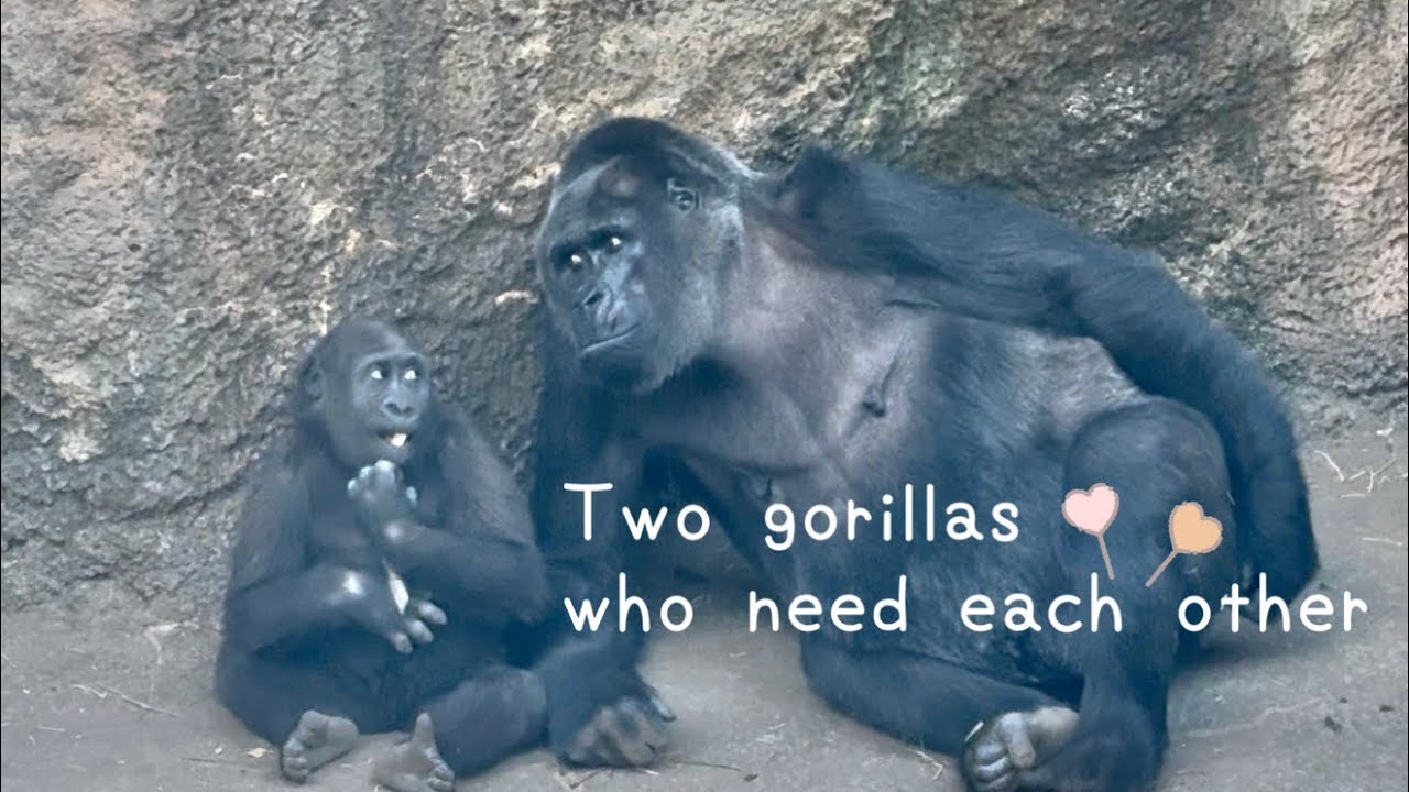😄なかなか勝気な二歳児ゴリラのスモモ🦍💨Sumomo and Riki are chasing each other😁
