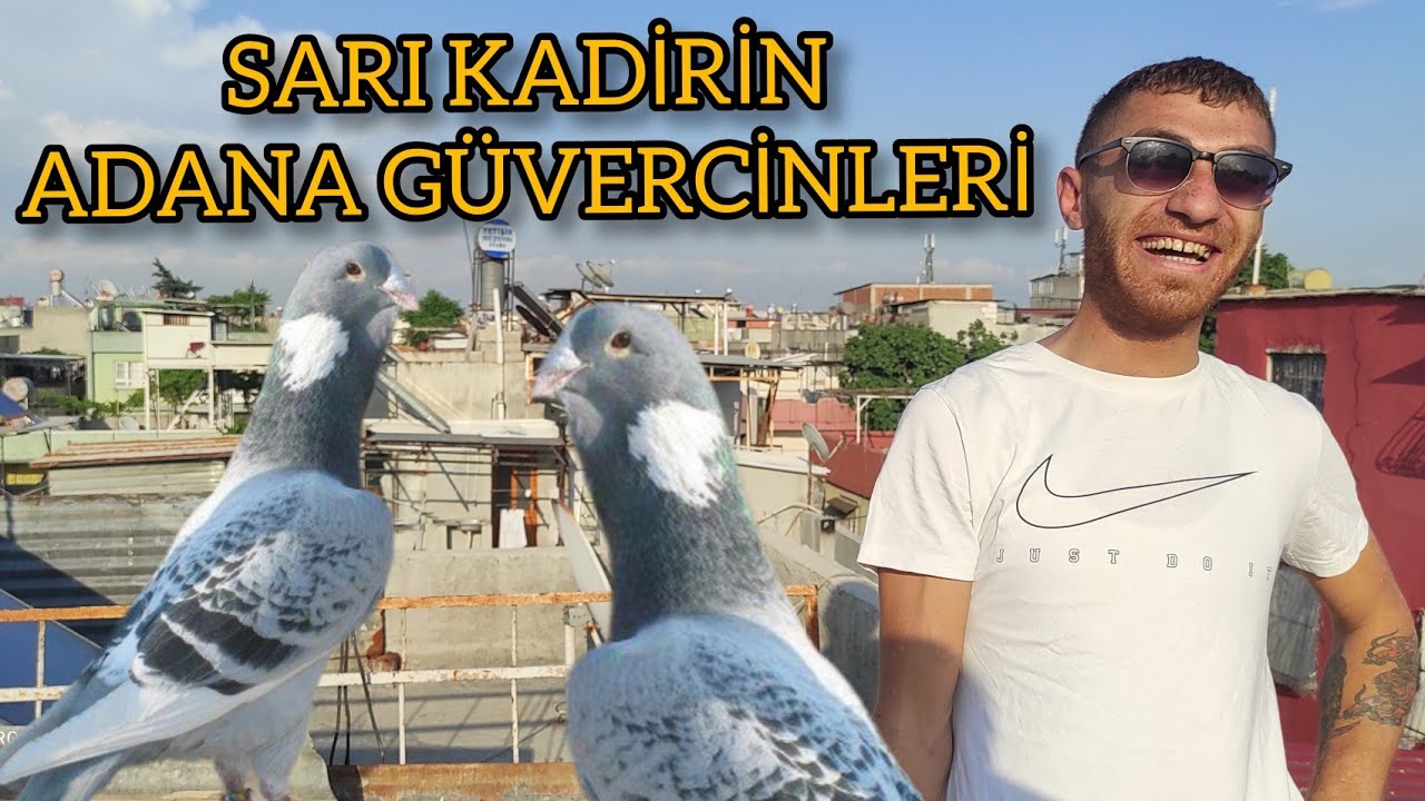 SARI KADİRİN ADANA GÜVERCİNLERİ  ⁉️