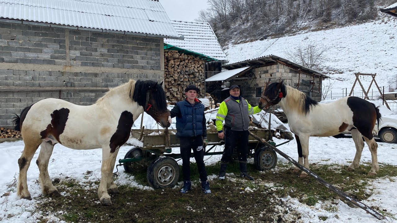 SVOJE ŠARCE NE DAM ISPOD 10 000 EURA