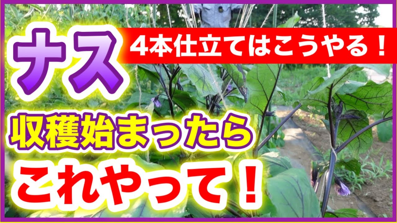 【ナス】収穫が始まった頃やるべき作業　「4本仕立てのやり方」　～そばの庭 みどりふぉLABO～