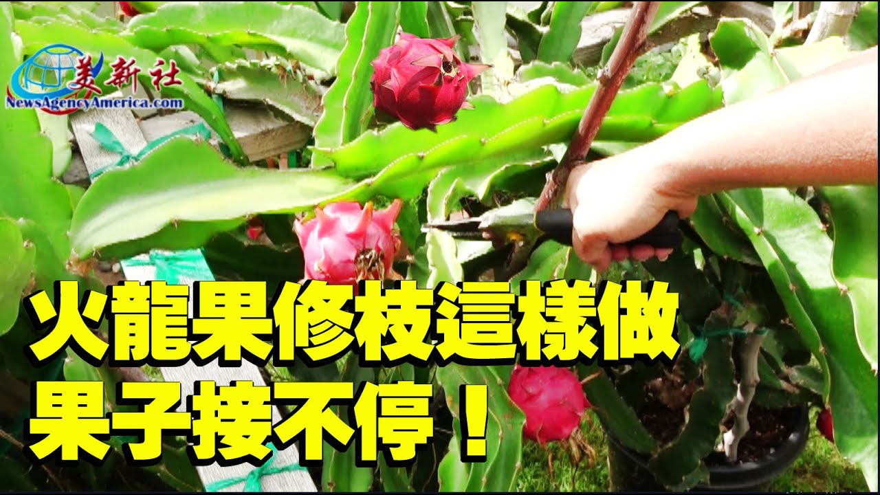 火龍果修枝這樣做，果子接不停！