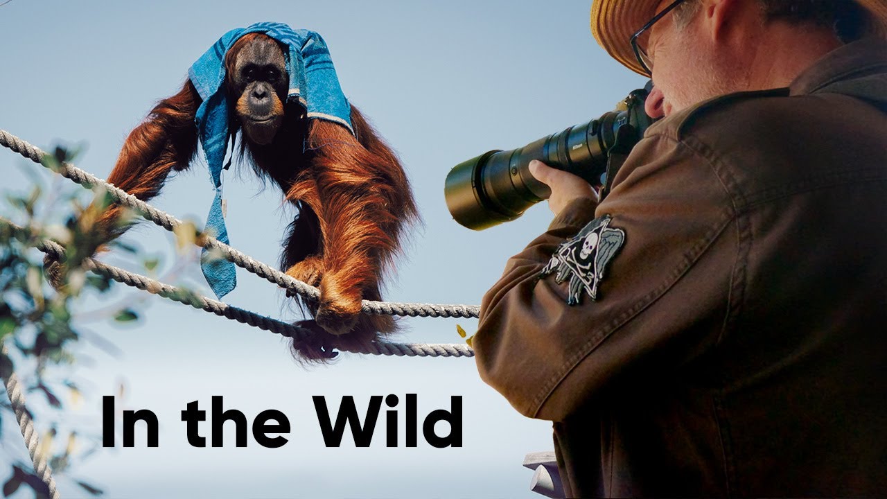 First Impressions of the Nikon Z 180-600mm f/5.6-6.3 VR