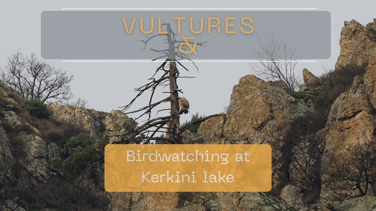 Tagging Vultures in Bulgaria & Birding in Kerkini Lake, Greece