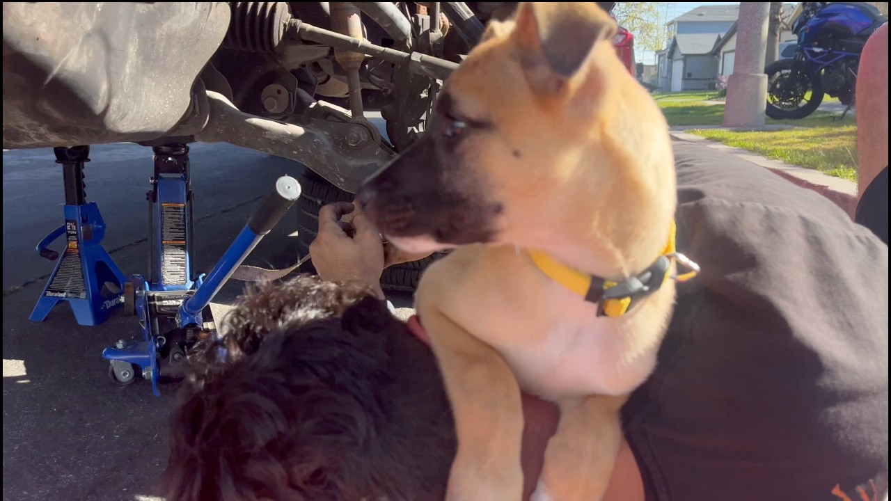 Adopting our puppy Chapo