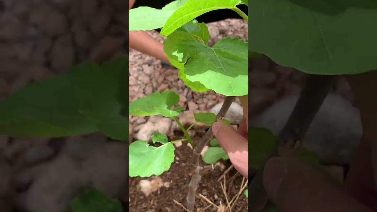 无花果不结果或者结果少，该如何处理？教你几招！