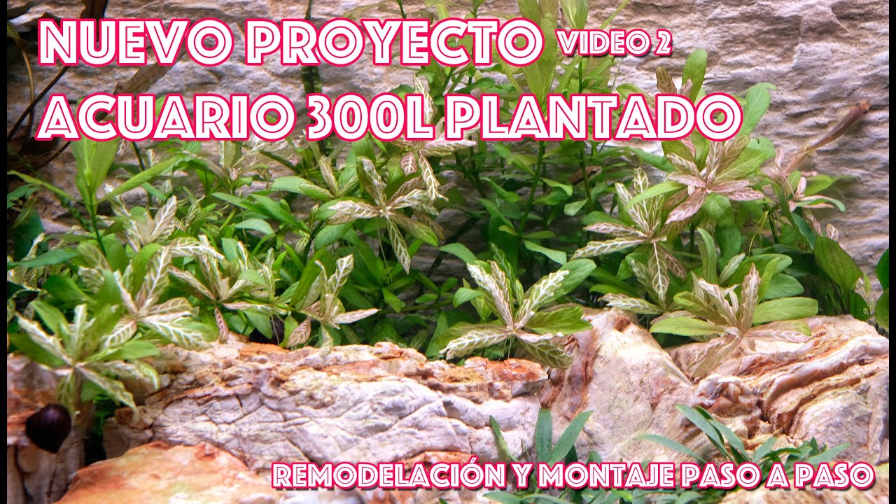 Nuevo proyecto 