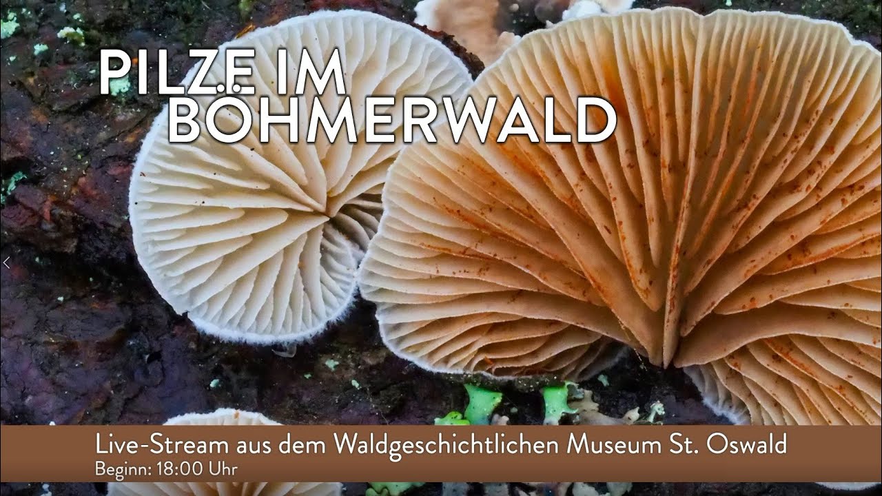 Pilze des B&ouml;hmerwaldes - Wissenschaftlicher Vortrag