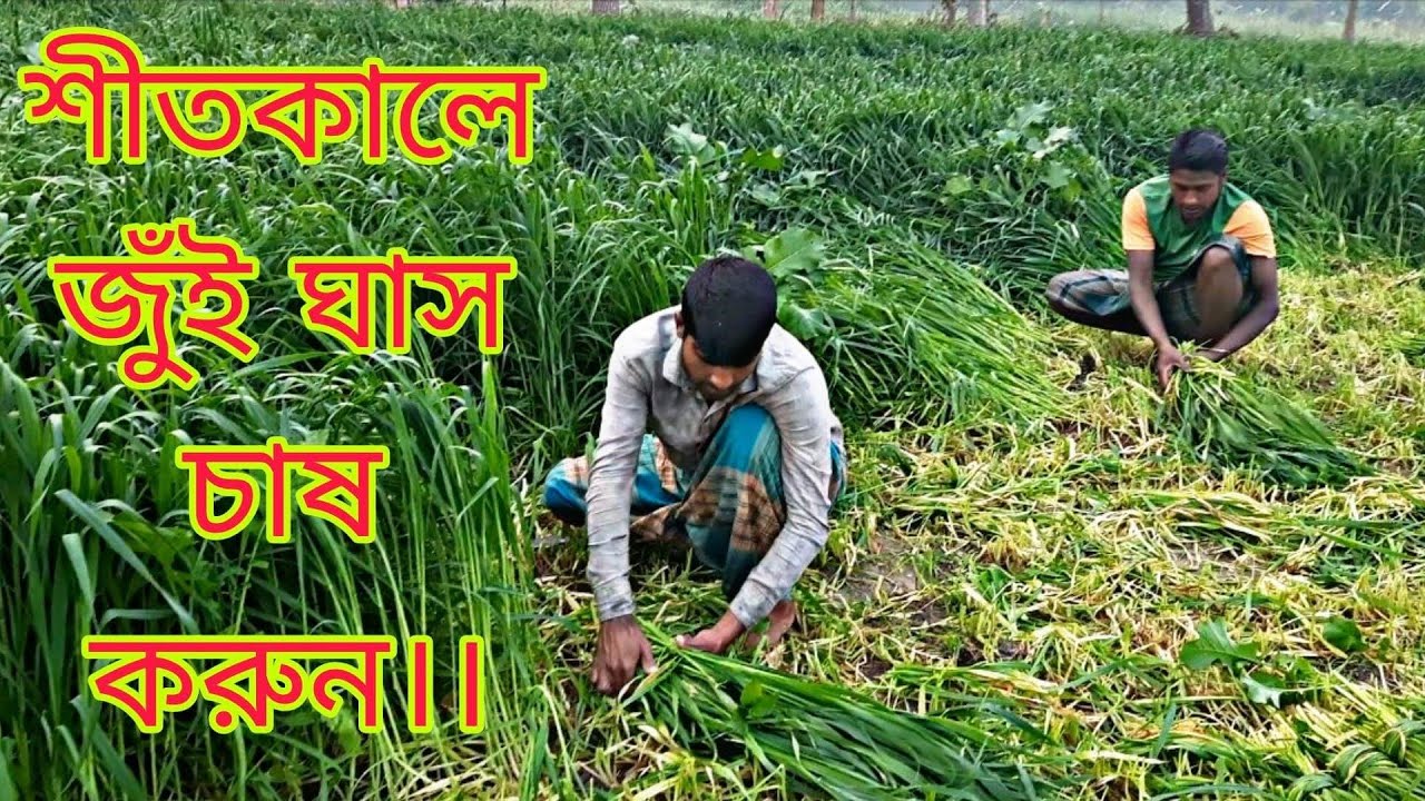 শীতকালে জুঁই ঘাস চাষ করুন। ঘাসের সংকট দূর করুন।।-01936363505