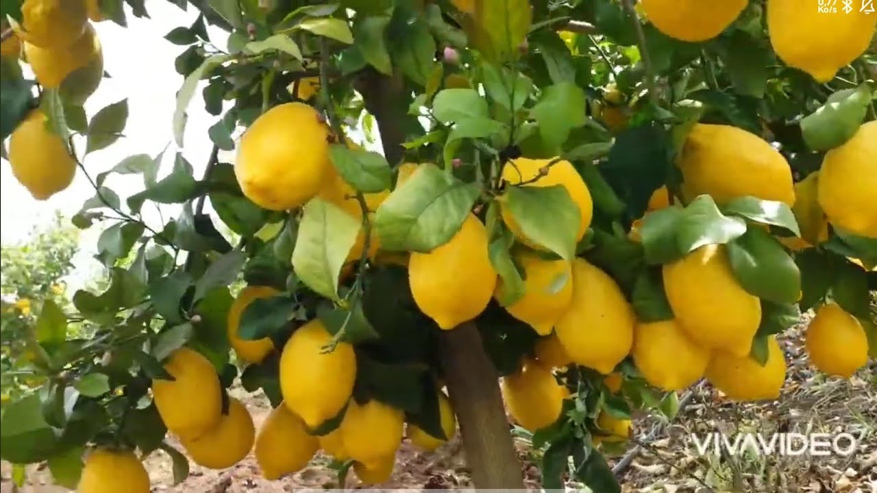 لماذا تنتج أشجاري ضعف إنتاج غيرها من الليمون رغم صغر عمرها؟ السر في المسافات و...  التي غيرت كل شيء