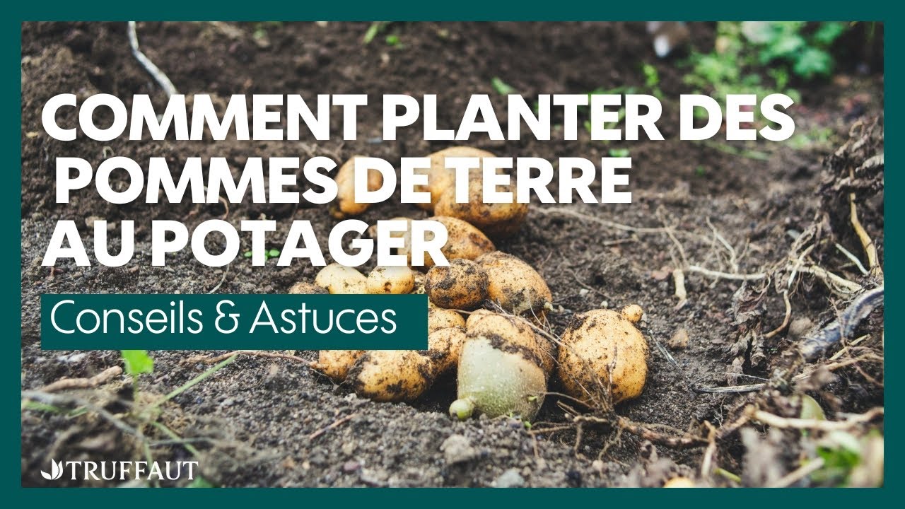 Comment planter des pommes de terre au potager  - Truffaut