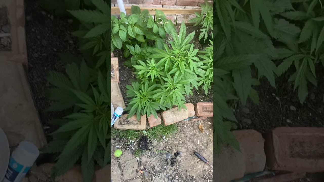 Outdoor uk weed grow 2020