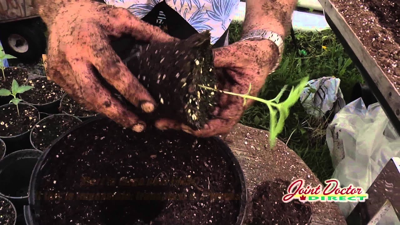 Growing with the Joint Doctor: Planting/Transplanting Part 2