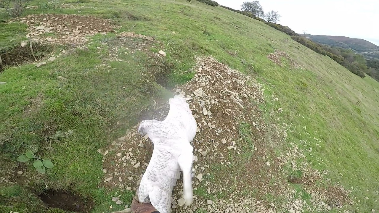 albidus goshawks hunting rabbits and pheasants colin andy