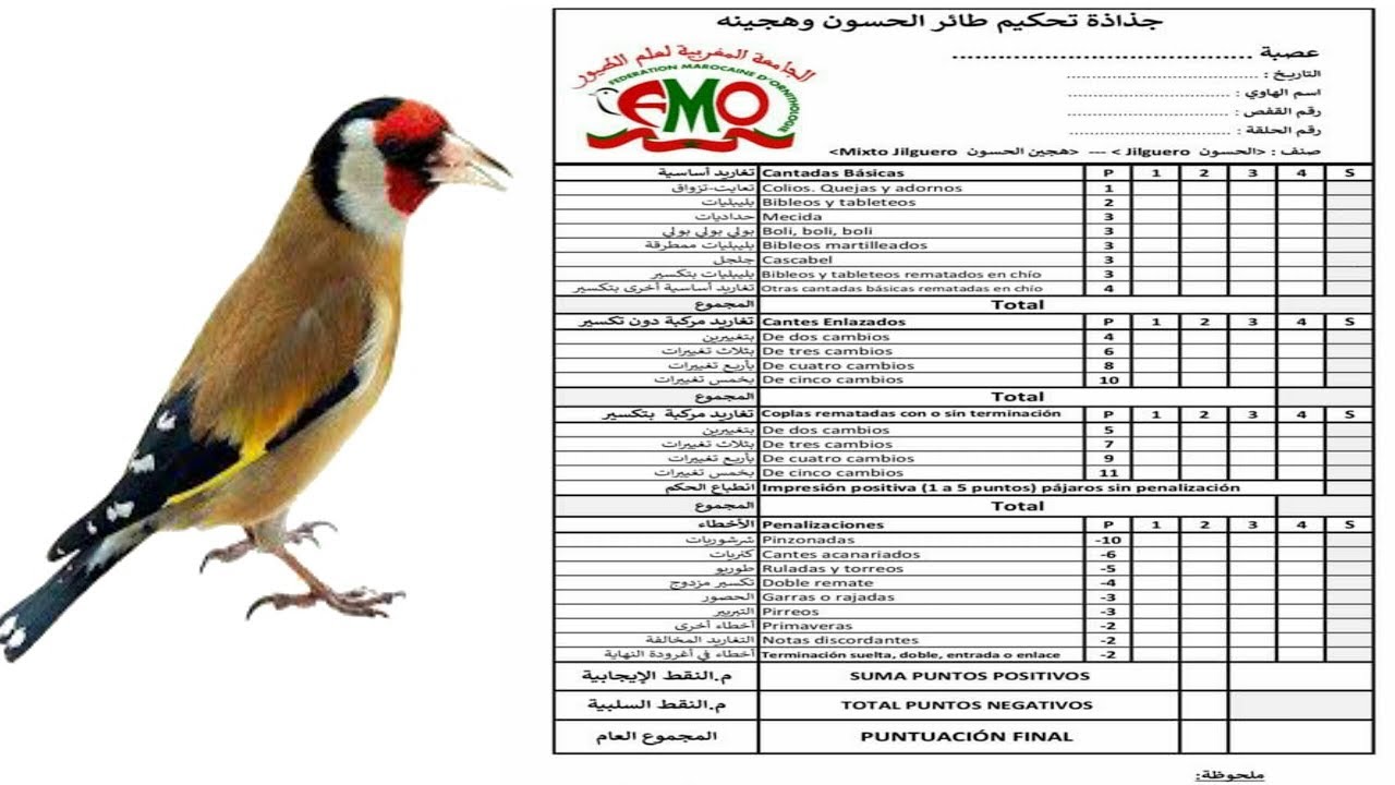 شرح اهم التغريد الأساسية لغة الحسون كوبية