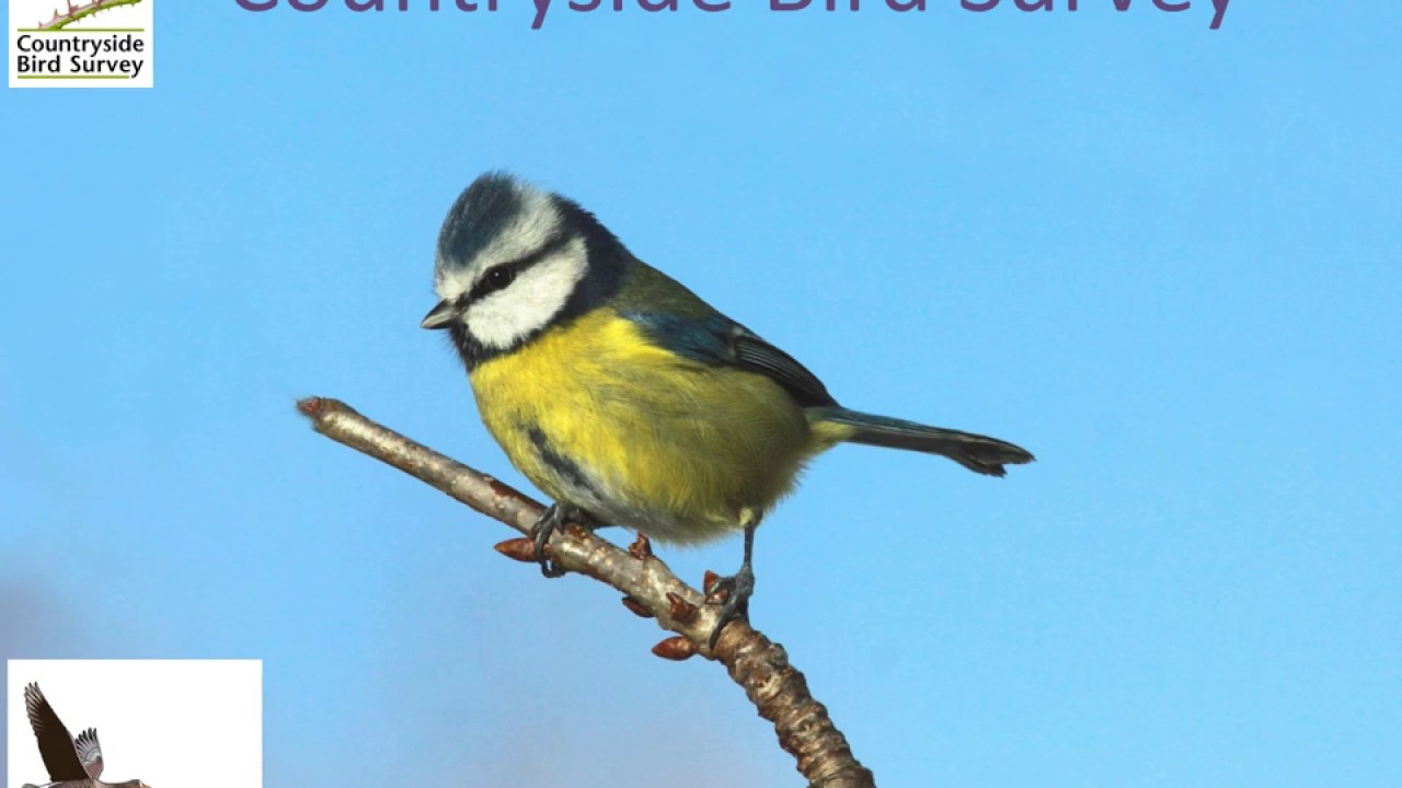 Countryside Bird Survey (CBS) training