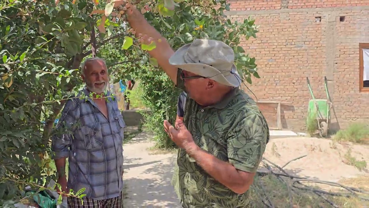 Пистаҳои Чорбоғ. 900004489 барои тамос. Пистаҳои ноҳияи Варзоб, деҳаи Чорбоғ.